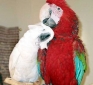 Tame Parrots For Re homing ( macaw cockatoos,  and African Gray )