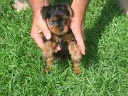 Male And Female Teacup Yorkie Puppies For Adoption 